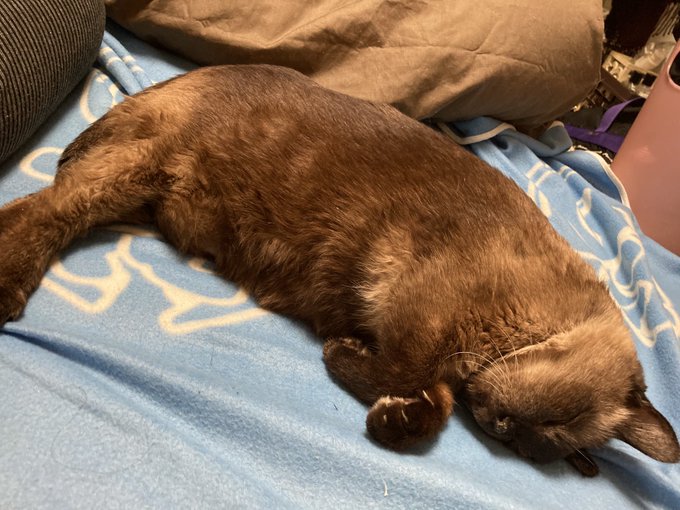 約年連れ添っているご長寿の元保護猫 誕生日を迎えた元気な姿に 毛並みがすごく綺麗 希望の星です の声 ねとらぼ