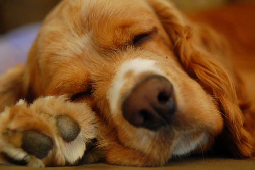 кокер спаниель маленький. щенок спит. спящий щенок. рыжий щенок. рыжий пес во сне.