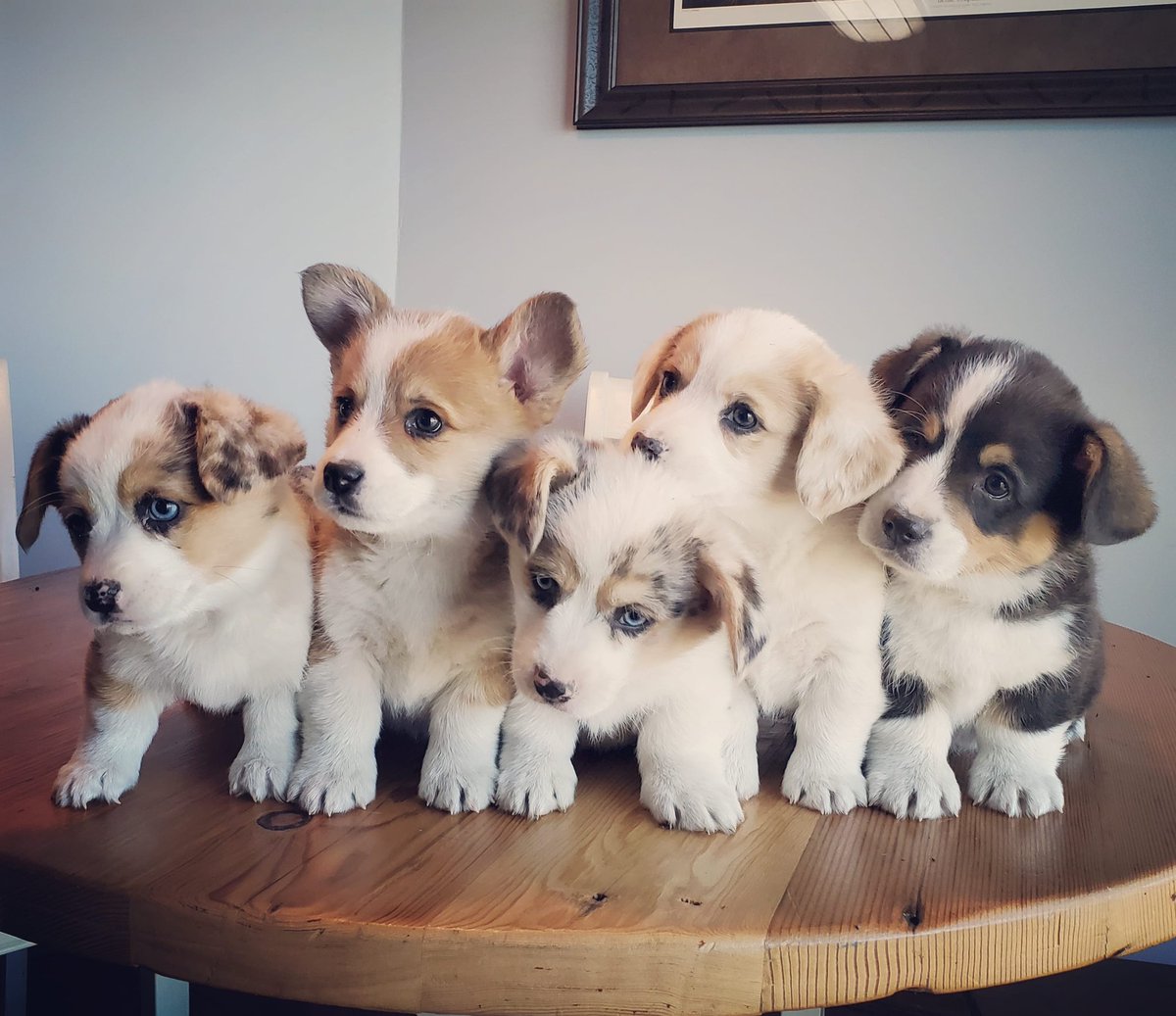 CurtBolte's tweet photo. Corgi litter @DougESPN https://t.co/XFrRTysmpD
