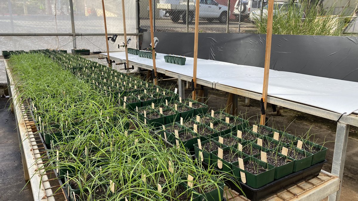 Tim Murphy (@timmurphyag) on Twitter photo Treatment applied, cameraโs on, Mateno Complete pot trial underway with Plant Science Consulting. #BayerTrials <a href="/Bayer4CropsAU/">Bayer AU ๐ฆ๐บ | Crop Science</a> Treatment applied, cameraโs on, Mateno Complete pot trial underway with Plant Science Consulting. #BayerTrials <a href="/Bayer4CropsAU/">Bayer AU ๐ฆ๐บ | Crop Science</a>