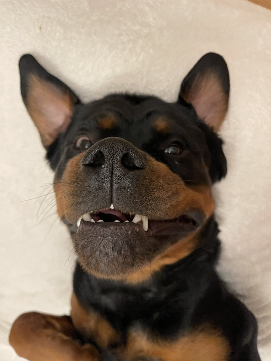 Otis The Rottie tweet media