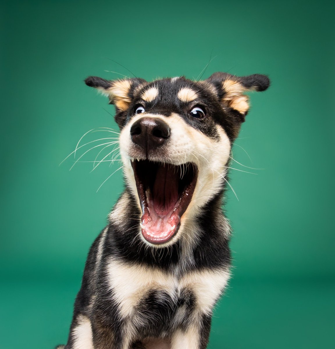 Kaneki’s just as excited 

#dogsoftwitter #twitterdogcommunity #twitterdogs #dogphotography