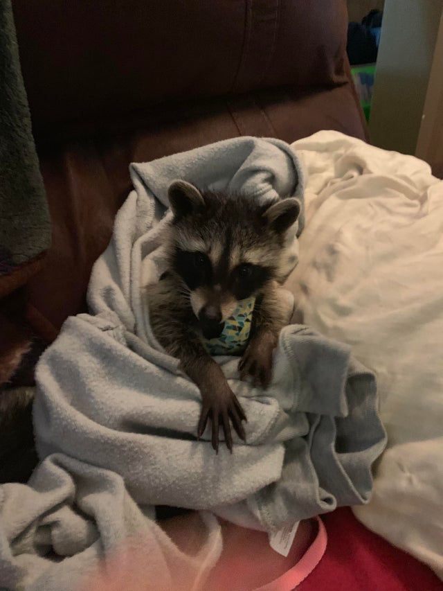 Raccoons Hourly (@raccoonhourly) on Twitter photo 