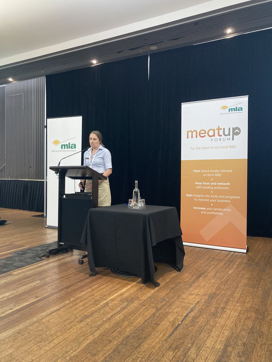 PinionAdvisory's tweet image. Sheep Updates at #MeatUp Dubbo has gathered a great crowd. The first speaker is Elise Bowen @sheep_data_mgmt who is covering what producers are missing out on by not pregnancy scanning and condition scoring their breeding ewes