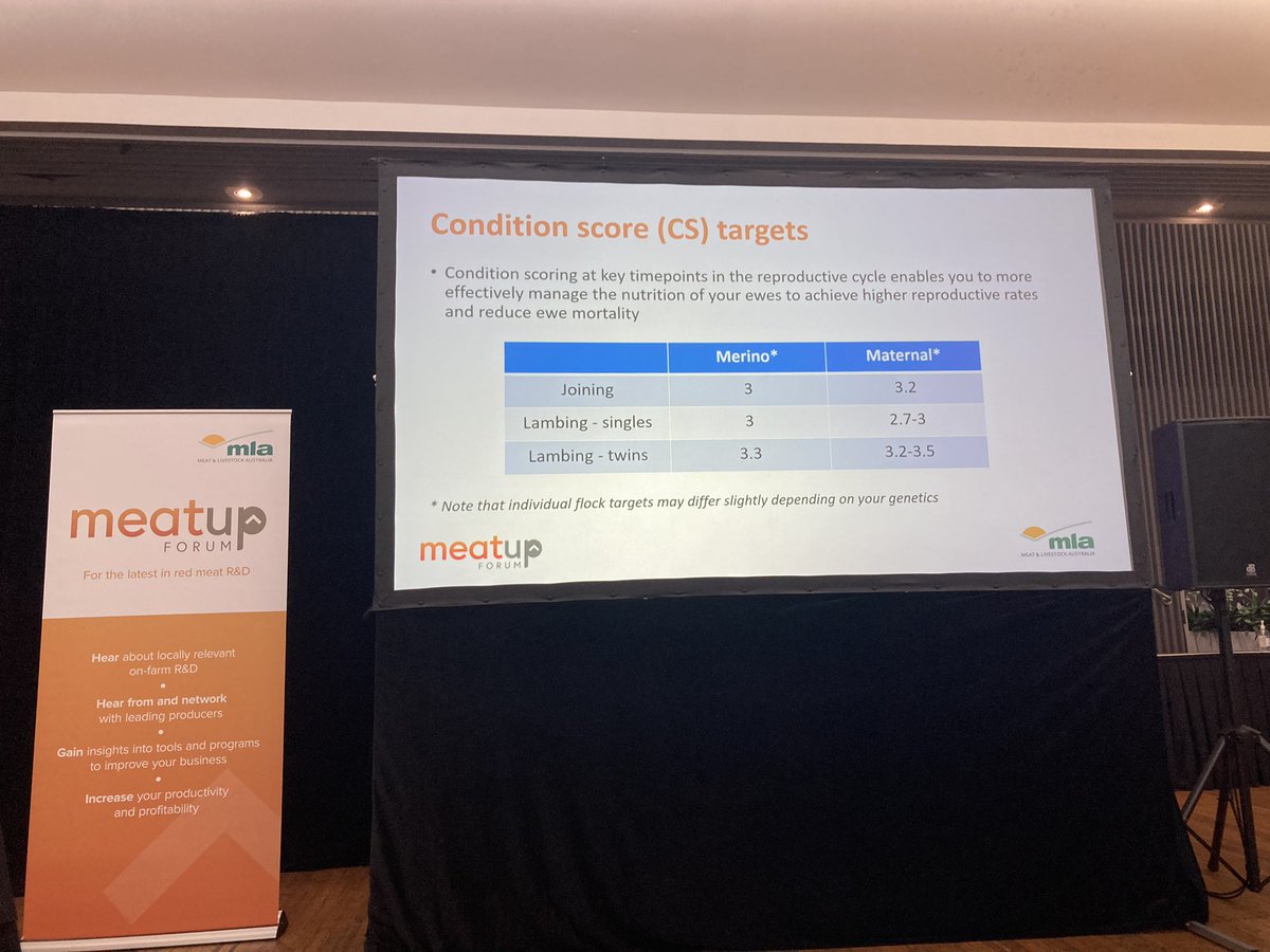 PinionAdvisory's tweet image. Sheep Updates at #MeatUp Dubbo has gathered a great crowd. The first speaker is Elise Bowen @sheep_data_mgmt who is covering what producers are missing out on by not pregnancy scanning and condition scoring their breeding ewes