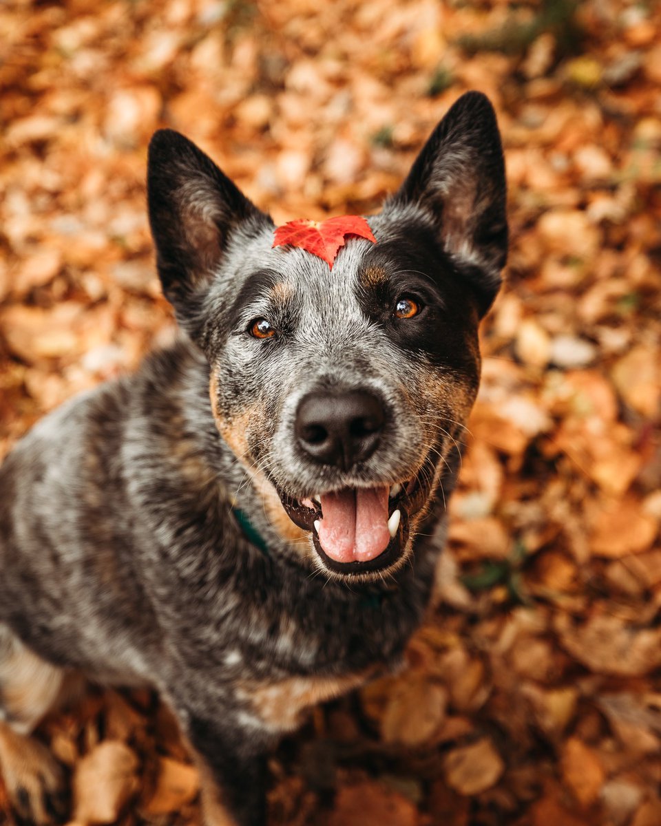 Fall photo in February on Twitter?!  No problem!  😆 #PhotoModeMonday #mondaythoughts #dogsofinstagram
