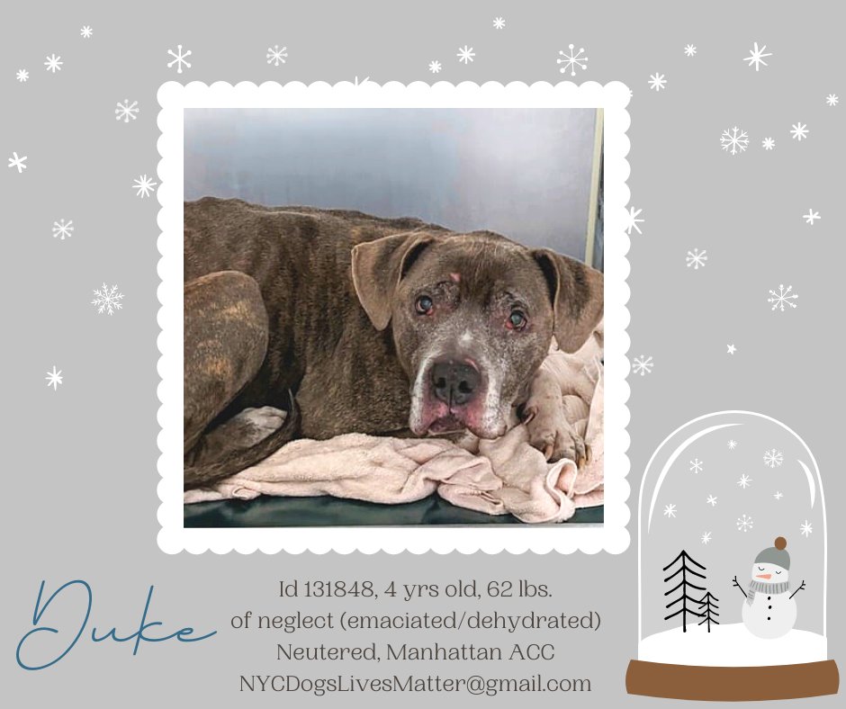 ckarr2's tweet photo. DUKE, only 4 y/o, he looks 14, the incarnation of every reason we're here, to right the wrongs. He's been starved, neglected, ignored, demeaned his ENTIRE LIFE, known zero kindness, now they want him DEAD for failure to believe humans reliable. Let's show him otherwise. #SaveDUKE https://t.co/E8eYyF7nzD