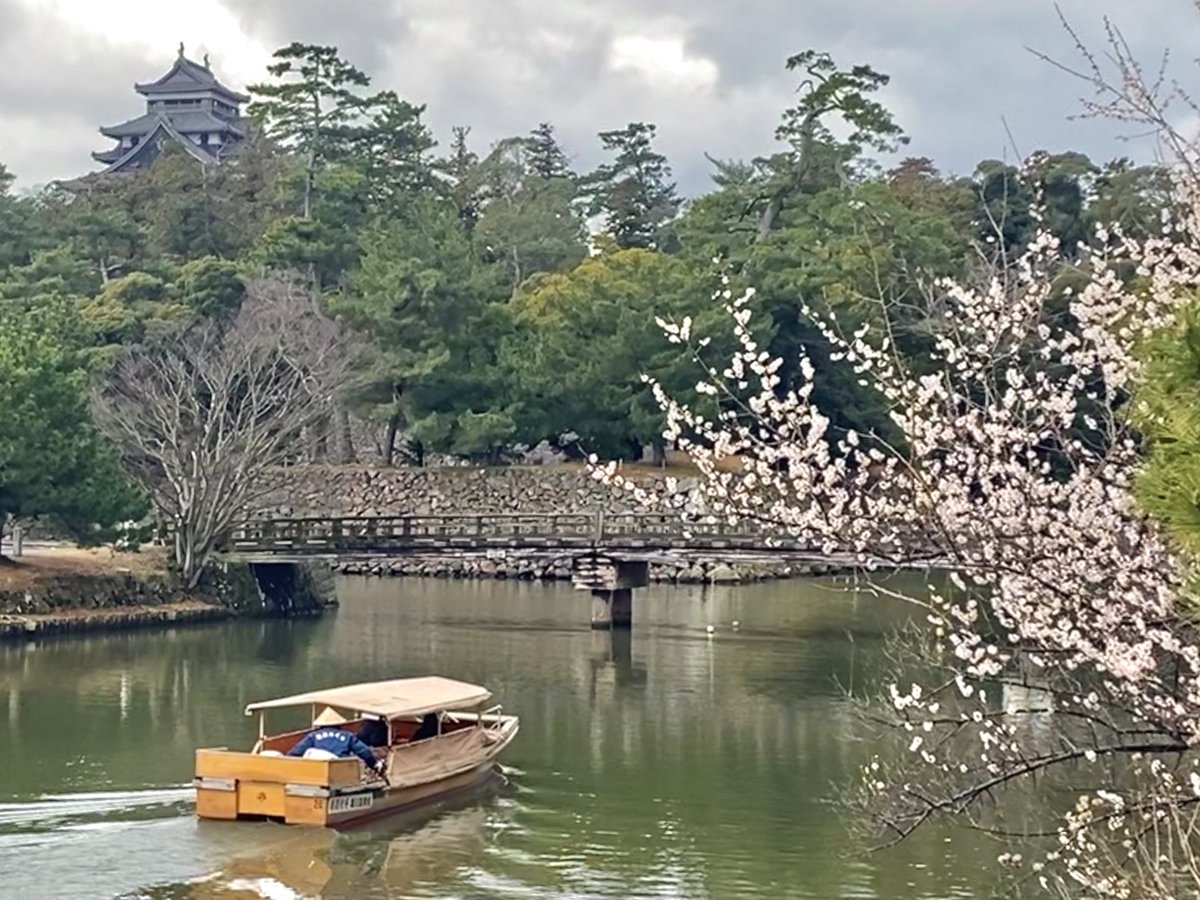 おはようございます。 今日はあいにくの雨☂️ 航路は春が近づいてきています。 梅の花が咲いています。 ＃島根県 ＃松江市 ＃春 ＃花 ＃船 ＃体験 ＃観光 ＃遊ぶ