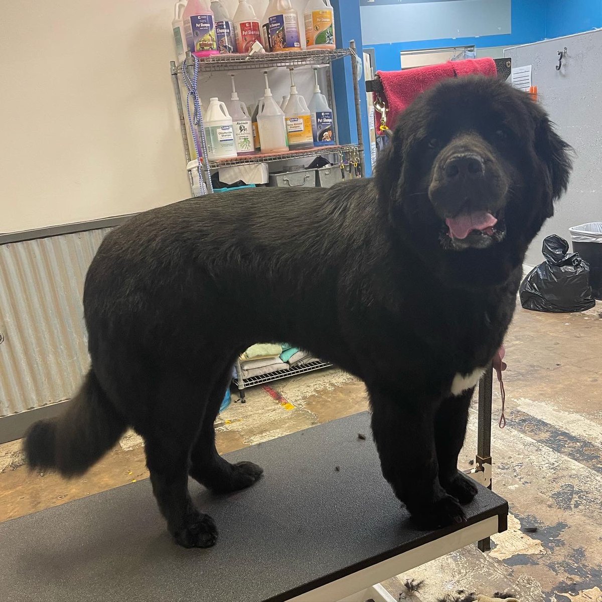 Haircuts for top newfoundland dogs