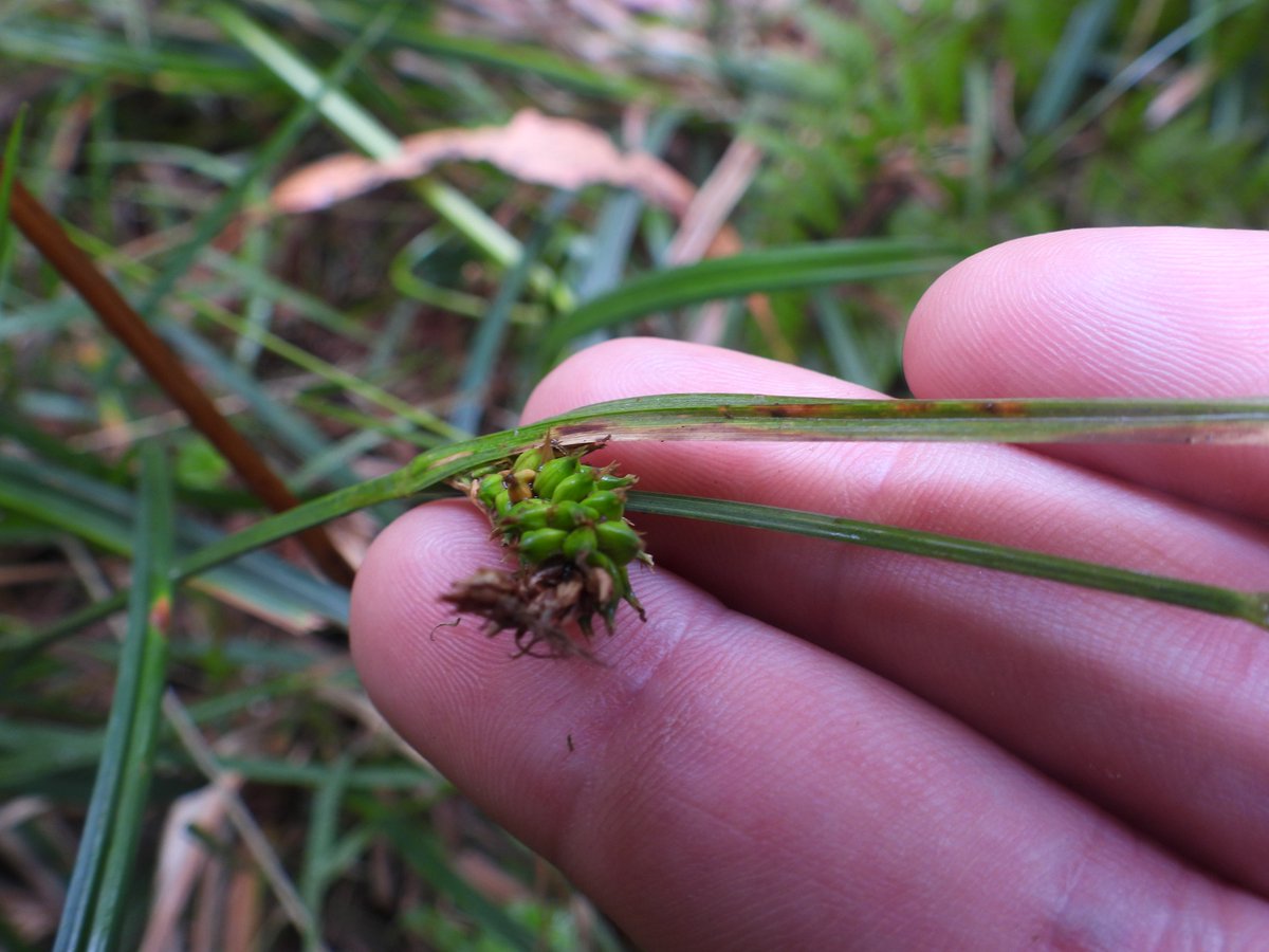 E_R_Australia's tweet photo. #carexgunniana #swampsedge #rareflora #gippsland #ownpic https://t.co/O1TN2c0Vbh