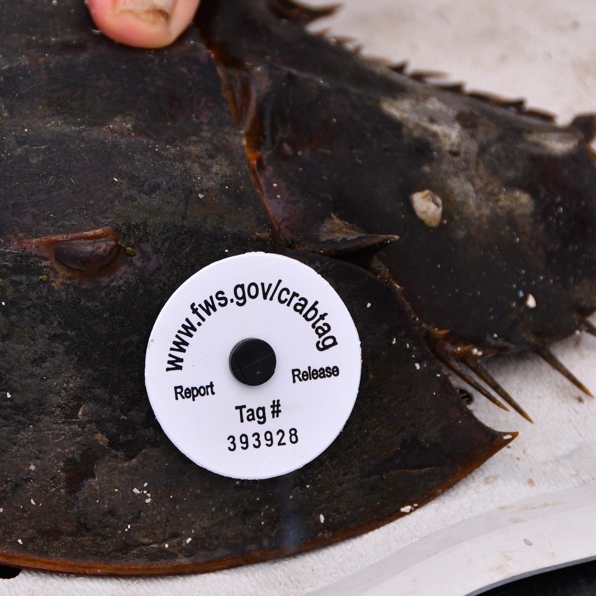 TCPalm's tweet photo. Itโs hard to report horseshoe crab sex if you donโt know what to look for. Hereโs how the prehistoric act works. #Florida #MyFWC #wildlife #habitat @MaxChesnes