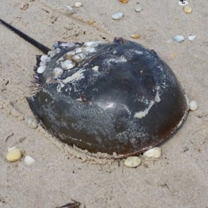 TCPalm's tweet photo. Itโs hard to report horseshoe crab sex if you donโt know what to look for. Hereโs how the prehistoric act works. #Florida #MyFWC #wildlife #habitat @MaxChesnes