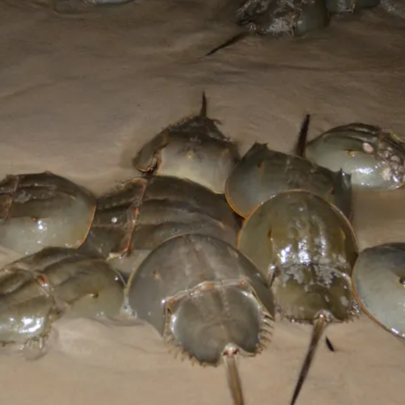 TCPalm's tweet photo. Itโs hard to report horseshoe crab sex if you donโt know what to look for. Hereโs how the prehistoric act works. #Florida #MyFWC #wildlife #habitat @MaxChesnes