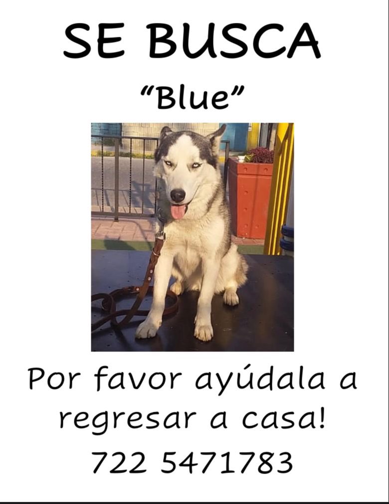 Si saben algo o la han visto se los voy a agradecer mucho! 
Se perdió hoy por la mañana en el Barrio de La Magdalena en San Mateo Atenco #Metepec #SanMateoAtenco #Magdalena #perro #sebusca