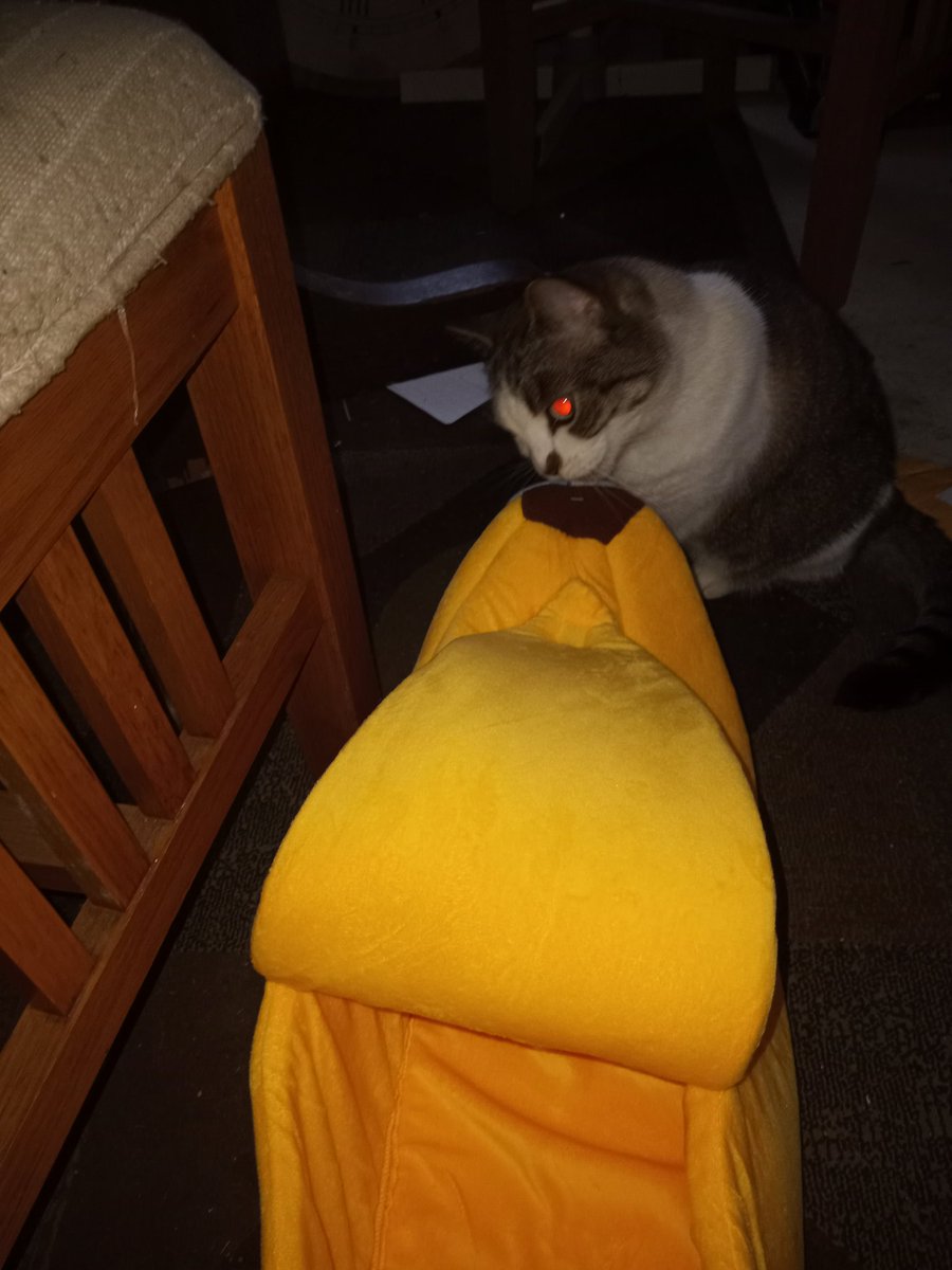 ruebensisters's tweet photo. trying to eat the banana bed @HurricaneHam got us https://t.co/WMiiRD4bdF