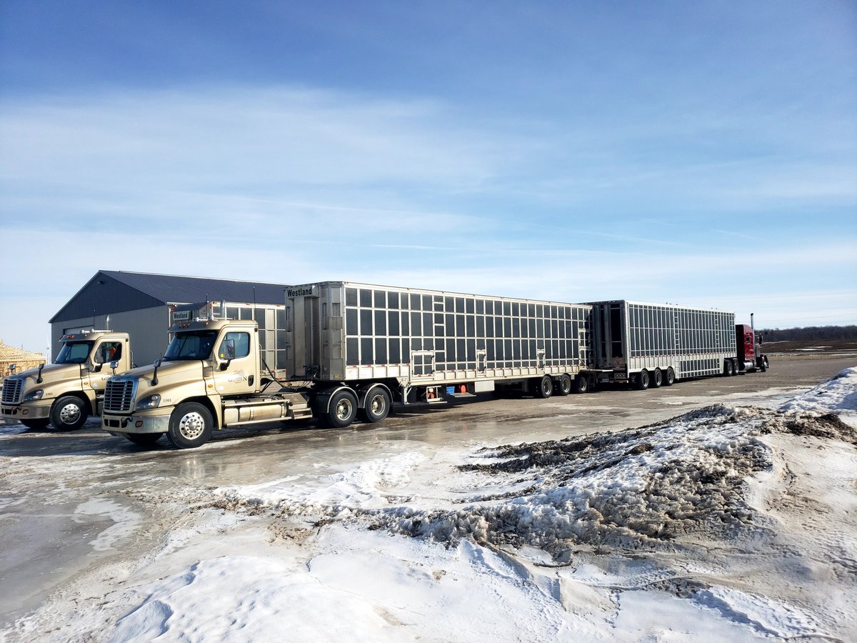 Westland Hogco Inc tweet media