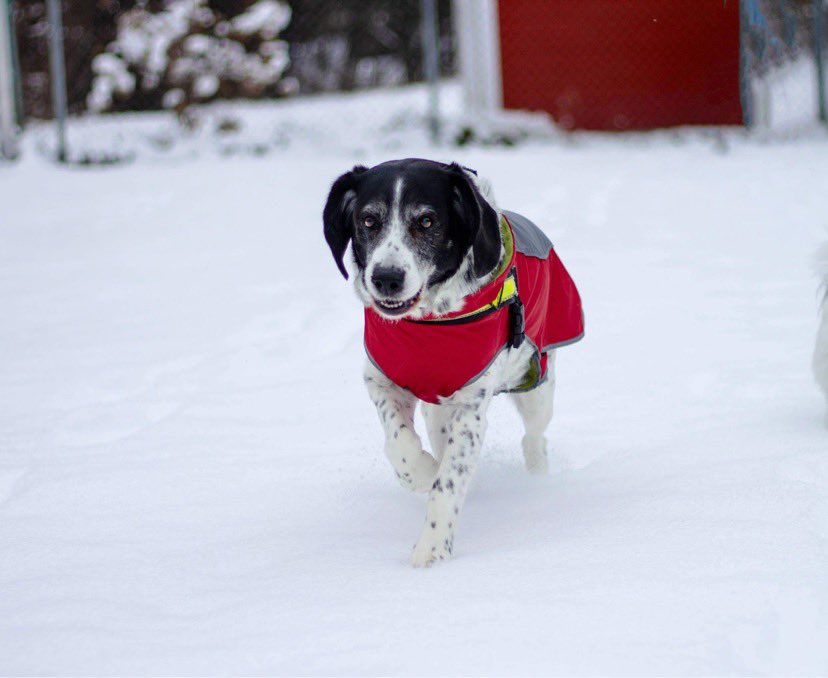 There are no bad days when you come home to a dog♥️ #dogsoftwitter #naturephotography #dogsoftwitter #Mixedbreed #Twitterdogcommunity