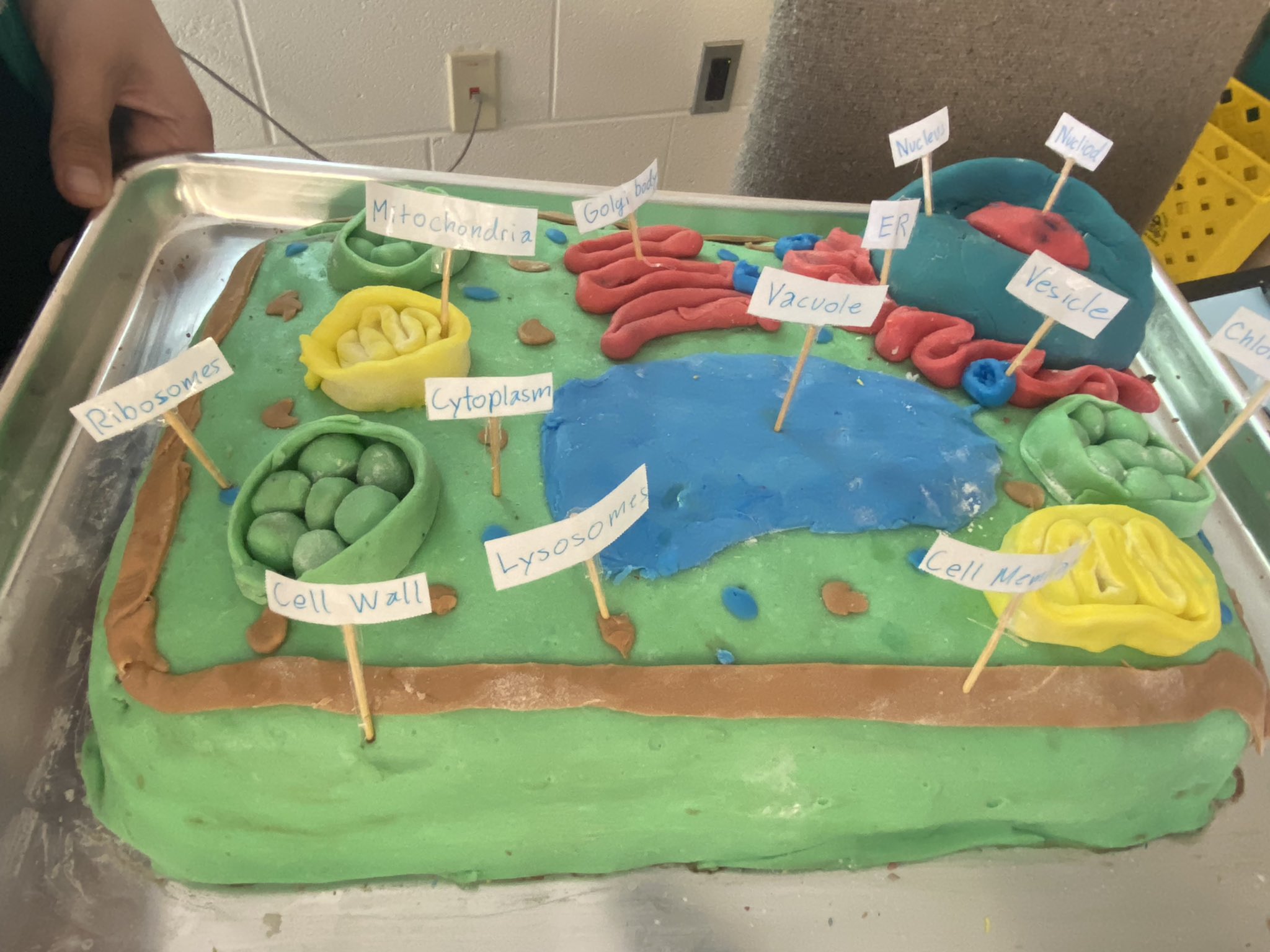 animal cell model project cake