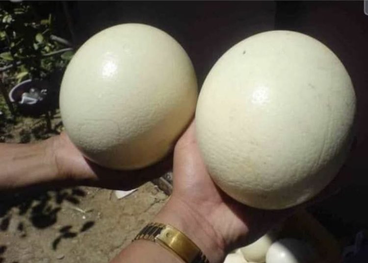 peachtown24's tweet photo. Para los que no son del campo, así son los huevos de la vaca antes de nacer https://t.co/wSJeOW8fvF