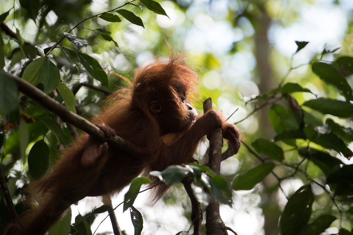 Gm Twitter! Desert summer has got me missing the jungle! Have a good day ❤️