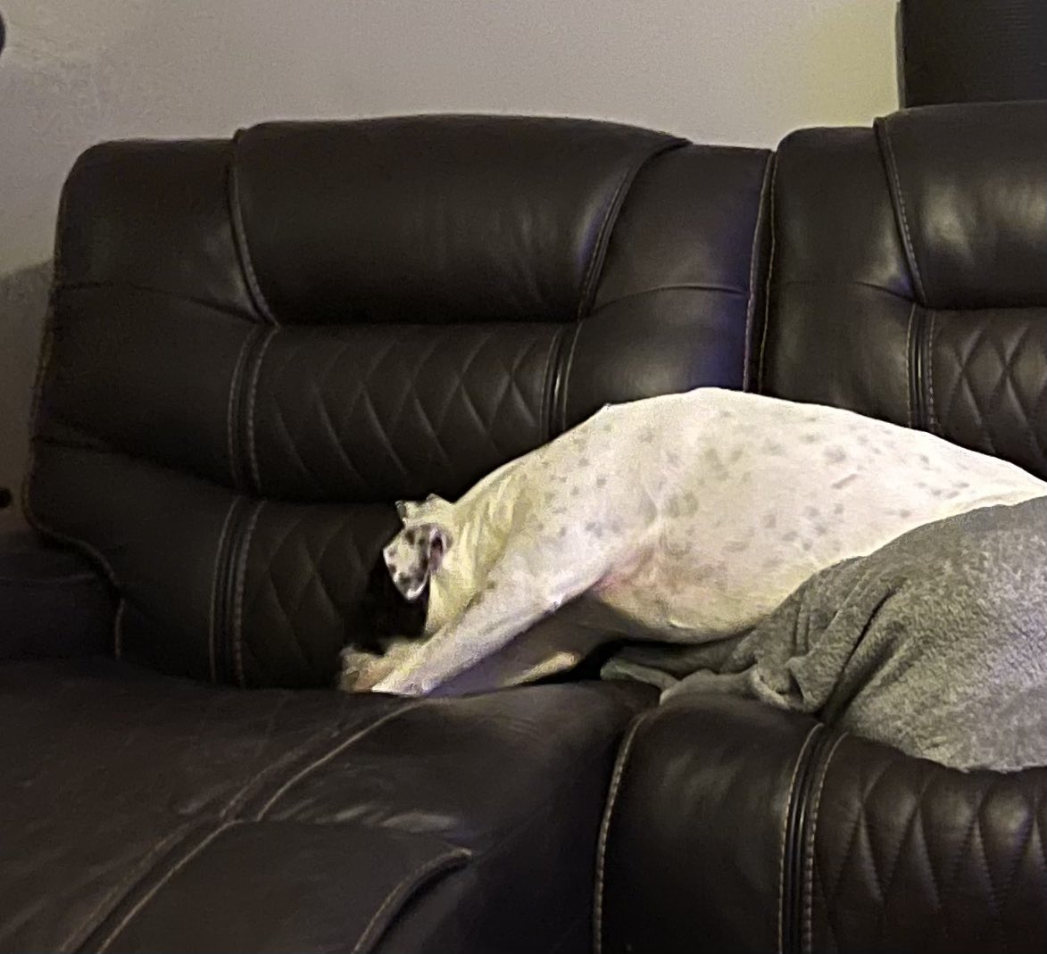 StanMugford's tweet photo. Here is my dog jammed in next to my son who is sleeping on the couch. Bask in her awkwardness!!!#awkwarddog https://t.co/xXpNpQljLT