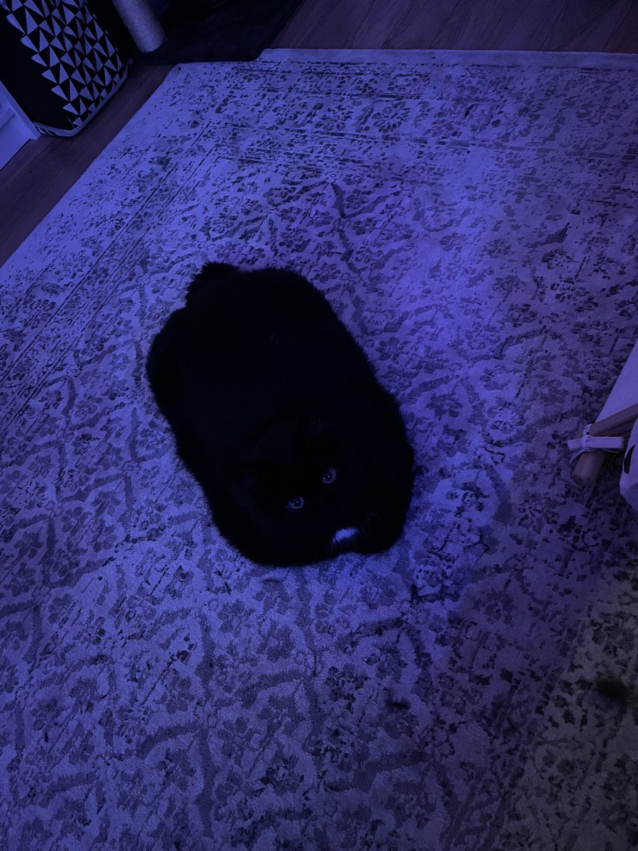 ／did this cute shit for my cat and she sleeps on the carpet instead