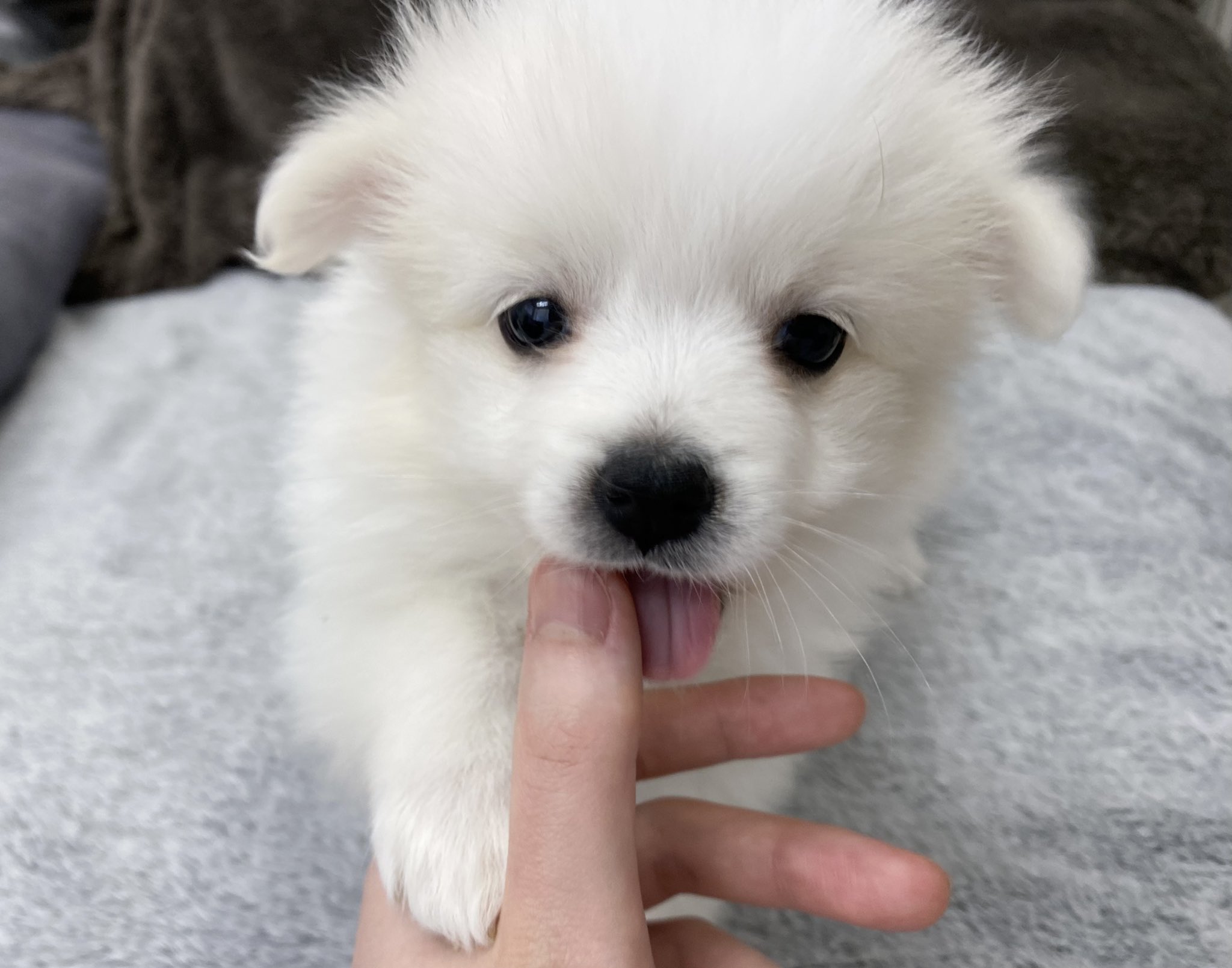 White Lab 日本スピッツブリーダー 日本スピッツ女の子募集中 Hpご確認後ご連絡下さい 日本スピッツ スピッツ犬 ポメラニアン 白ポメ 飼い主募集中 日本スピッツブリーダー ブリーダー ポメラニアンブリーダー 日本スピッツ子犬 日本 スピッツ