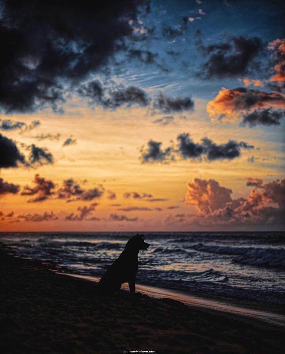 AventureandoP's tweet photo. Surfers Beach, Aguadilla🌅🐕🇵🇷
Foto por: @ jomarmalave 
#puertorico #aventureandopr #gottrip⁉️ #ecoturismo https://t.co/nmZSyOFLnV