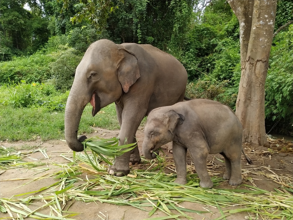 Chiang Mai Elephant Home tweet media