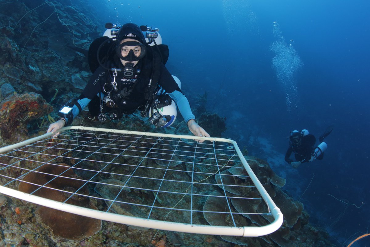 New paper in <a href="/molecology/">Molecular Ecology</a>: "Deep connections: divergence histories with gene flow in #mesophotic Agaricia corals" led by the fabulous <a href="/kepra3/">Katharine Prata</a> w/ @CRiginos <a href="/RyanGutenkunst/">Ryan Gutenkunst</a> <a href="/biommar/">Juan Armando Sánchez</a> &amp; others 
onlinelibrary.wiley.com/doi/epdf/10.11…