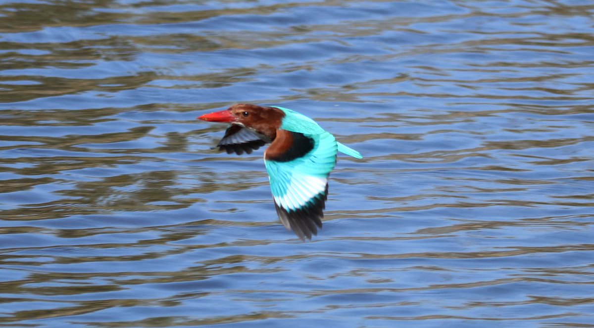sujatasinha62's tweet photo. Happy Shivaratri to all #whitebreastedkingfisher #sundarvan #mangroveforest #westbengal #IndiAves #TwitterNatureCommunity https://t.co/QKNzUuE7bT