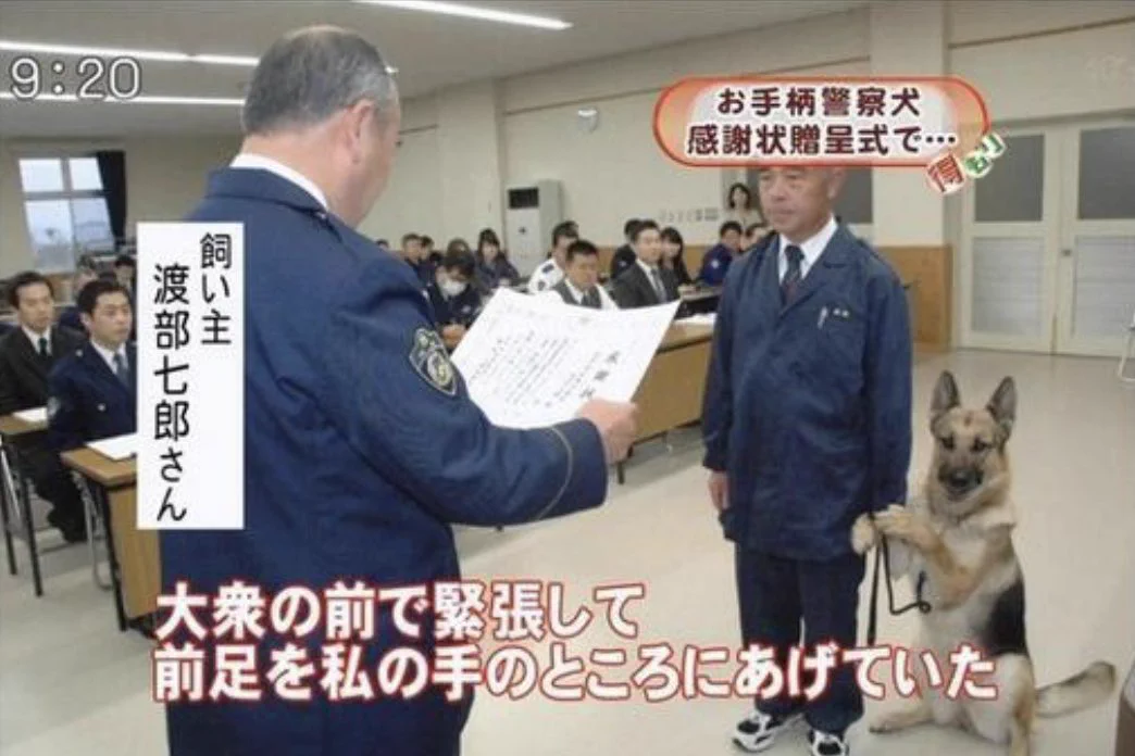 大衆の前でド緊張！？可愛すぎる警察犬www