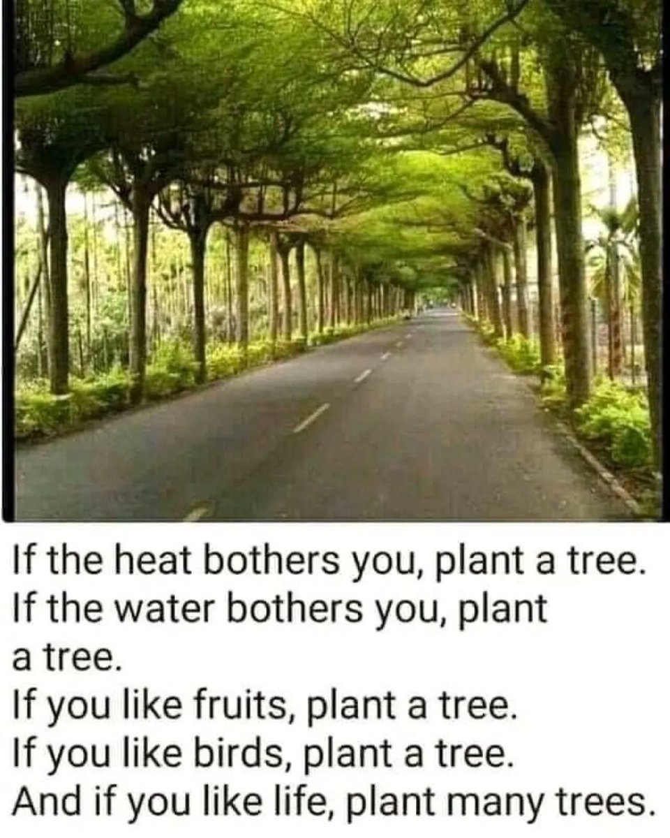 Always plant trees🌳🌳🌳🌳