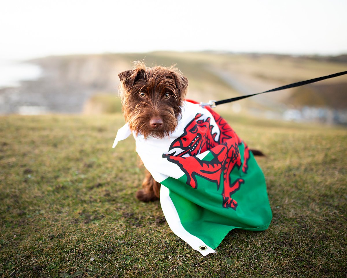 🏴󠁧󠁢󠁷󠁬󠁳󠁿 Dydd Gŵyl Dewi Hapus | Happy St David’s Day 🏴󠁧󠁢󠁷󠁬󠁳󠁿

🐶 Do you have a proud Welsh pet? We’d love to see them dressed up! 

#StDavidsDay #DyddGŵylDewi #RandomActsOfWelshness