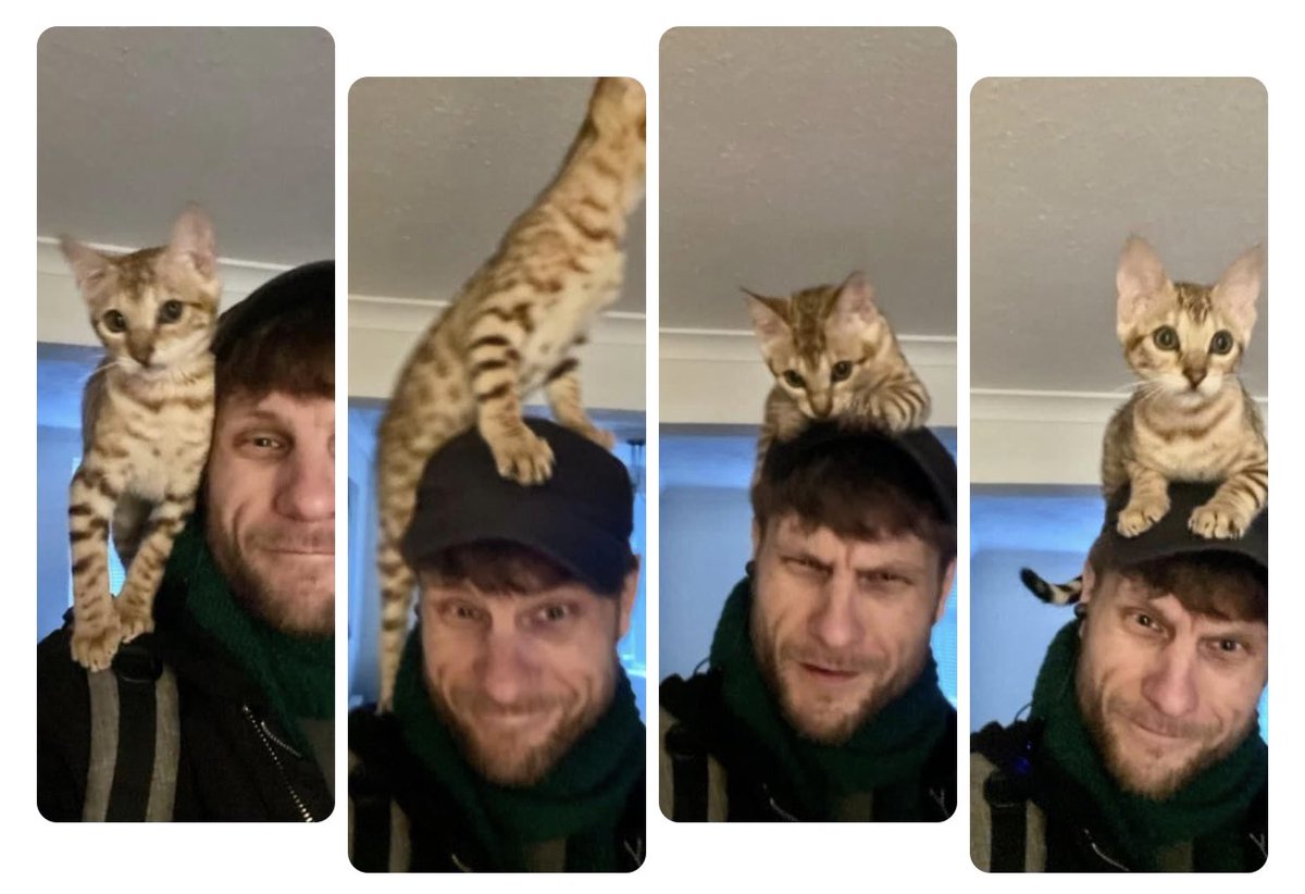 chasbrickland's tweet photo. Attempting to leave the house but Pepa had other ideas… #cat #kitten https://t.co/JuqbdoUakC