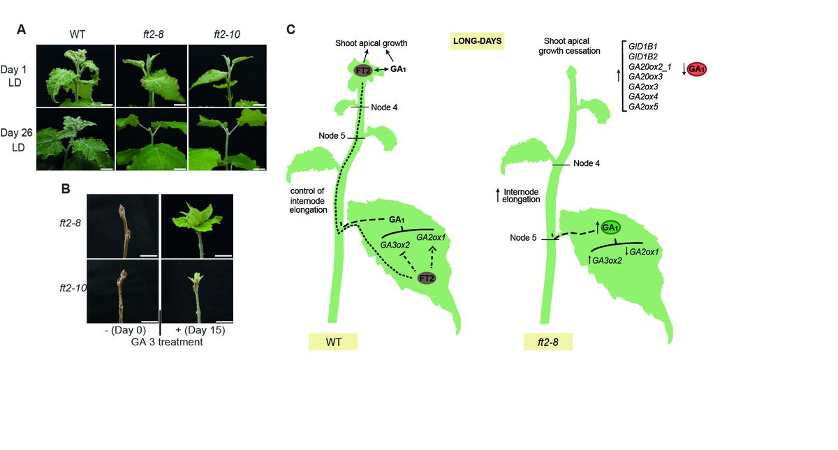 #ResearchCBGP | How does Flowering locus T2 work in poplar? Shedding light on its novel functions

🇪🇸 - short.upm.es/k5d55
🇬🇧 - short.upm.es/htjxo

#somosUPM