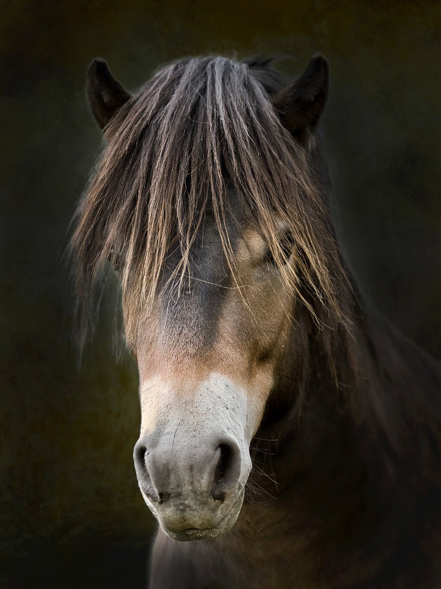 Bad hair day!… <a href="/ExmoorNP/">Exmoor National Park</a> <a href="/EPS_exmoorpony/">Exmoor Pony Society</a>