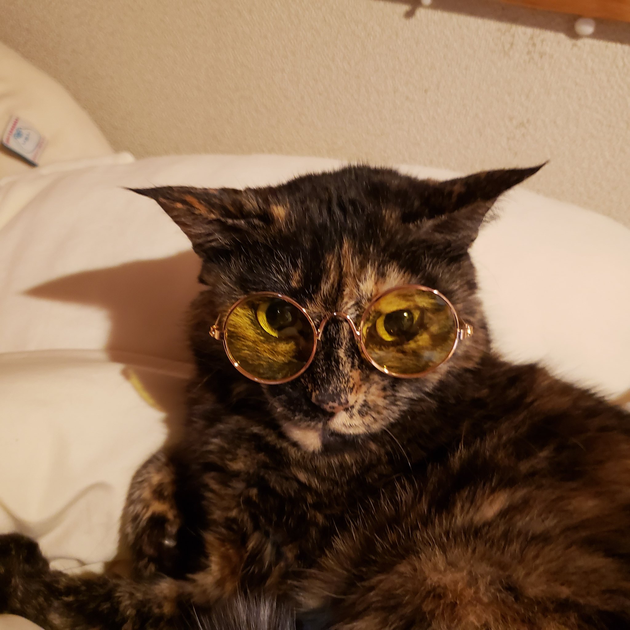 サビ猫ゴマダレ Catinstagram Catstagram Japan 猫と暮らす ねこと暮らす Tortiescrewgroup サビ猫 猫のいる生活 サビ猫 Tortiecat ねこのきもち さびねこの魅力を伝えたい サビ猫部 ねこが好き かわいいねこ おもしろねこ さび