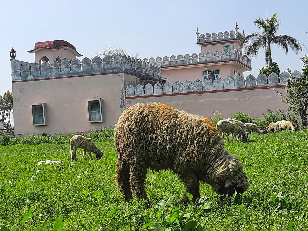 iamgurparvesh66's tweet photo. Beautiful day with #Sunshine and #Nature in front of my House,#Punjab
#moga .
These #Shephards came from #Ambala and went to #Amritsar on foot and now on return in #moga to Ambala.
Such a #Hardlife they have. https://t.co/31IIHOzH7p