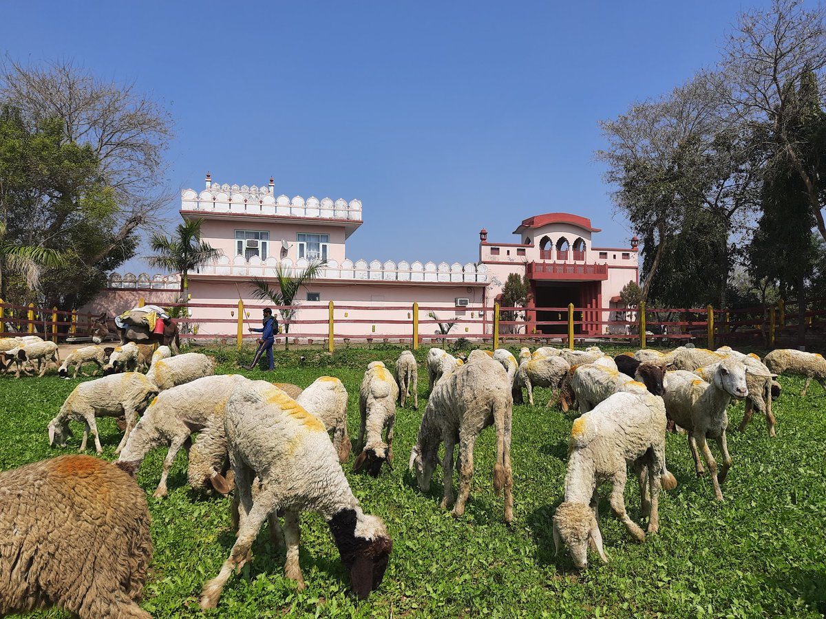 iamgurparvesh66's tweet photo. Beautiful day with #Sunshine and #Nature in front of my House,#Punjab
#moga .
These #Shephards came from #Ambala and went to #Amritsar on foot and now on return in #moga to Ambala.
Such a #Hardlife they have. https://t.co/31IIHOzH7p