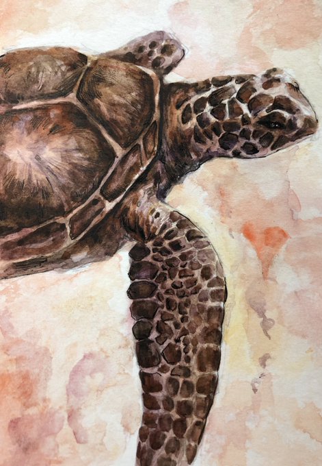 〘 アカウミガメ 〙_透明水彩 