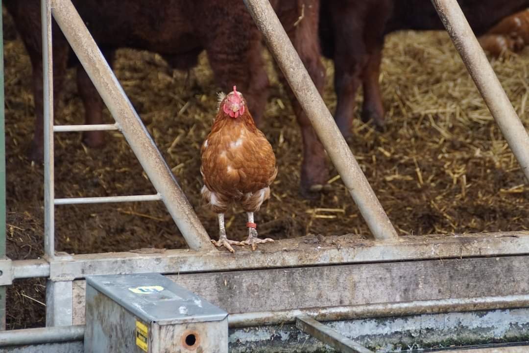 Claire Fulker tweet media