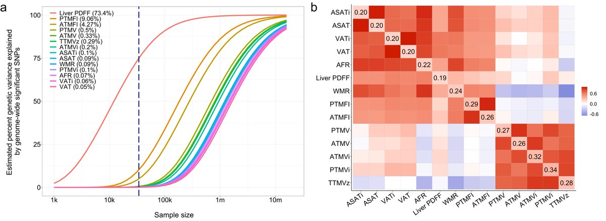 DvdM33r's tweet image. Our latest multivariate GWAS now on BioRxiv! We studied 14 MRI-derived regional measures of adipose and muscle tissue from 39k individuals, finding large genetic overlap with cardiometabolic diseases, particularly for liver fat. biorxiv.org/content/10.110…