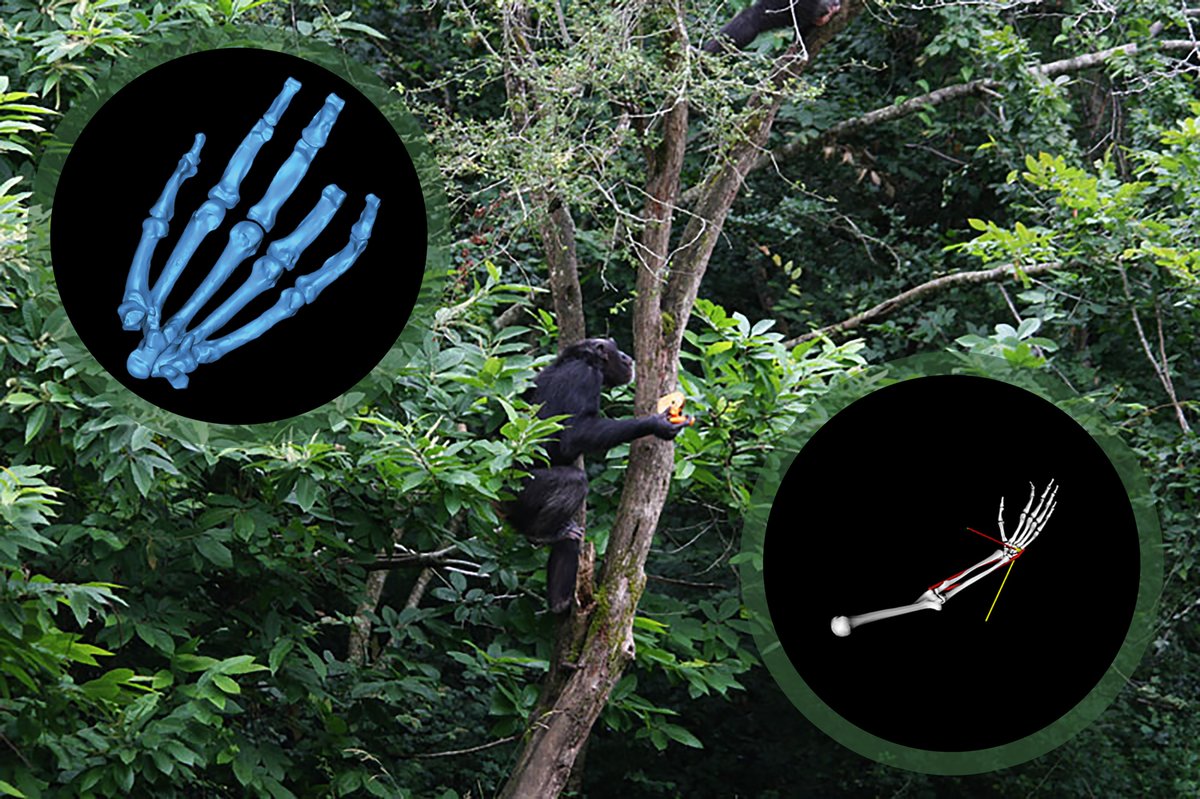 #postdoc position at <a href="/palevoprim/">PALEVOPRIM</a> &amp; <a href="/InstitutPprime/">Institut Pprime</a>
 using <a href="/OpenSimSU/">OpenSim</a> &amp; @deeplabcut tinyurl.com/yc56wjyh linked to <a href="/HomtechA/">Homtech ANR</a> <a href="/Le_Museum/">Muséum national d'Histoire naturelle</a> <a href="/stonybrooku/">Stony Brook University</a> Meet us <a href="/BiologicalAnth/">AABA</a>
 meeting in March ! #Paleoanthropology #HumanEvolution <a href="/UnivPoitiers/">Université de Poitiers</a> <a href="/DR08_CNRS/">CNRS Centre Limousin Poitou Charente</a>