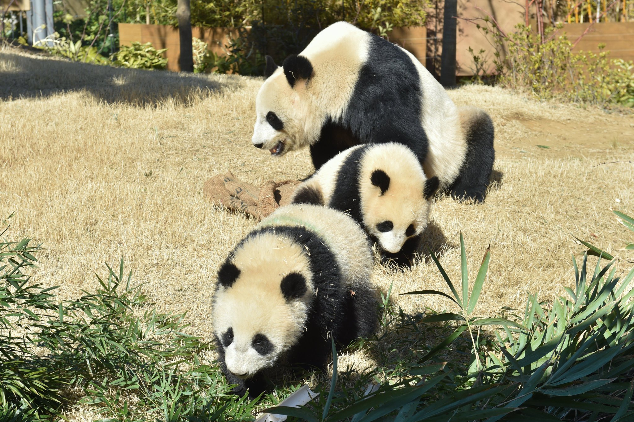 上野動物園[公式] on Twitter: 
