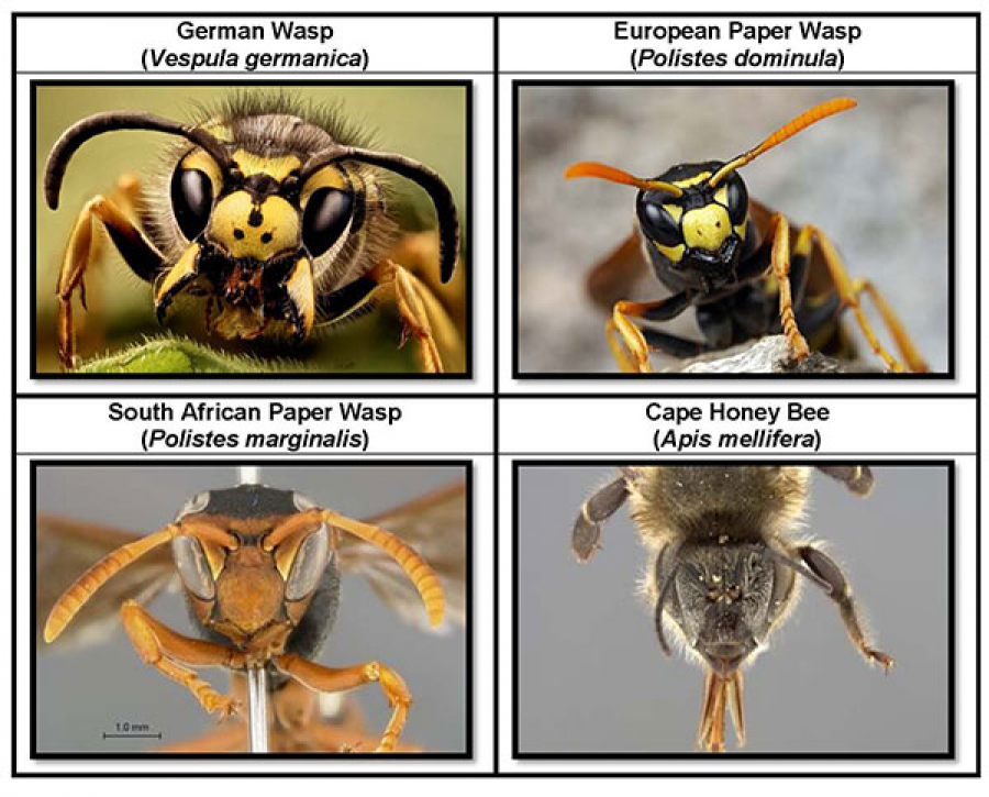 Cape Town is currently facing an invasion of German Wasps and European Paper Wasps due to the warmer summer temperatures.

Read more: bit.ly/35CXaN5

#CTNews