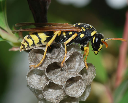 CityofCT's tweet photo. Cape Town is currently facing an invasion of German Wasps and European Paper Wasps due to the warmer summer temperatures.

Read more: https://t.co/aHGMn85Jbe

#CTNews https://t.co/KCobU24YEi