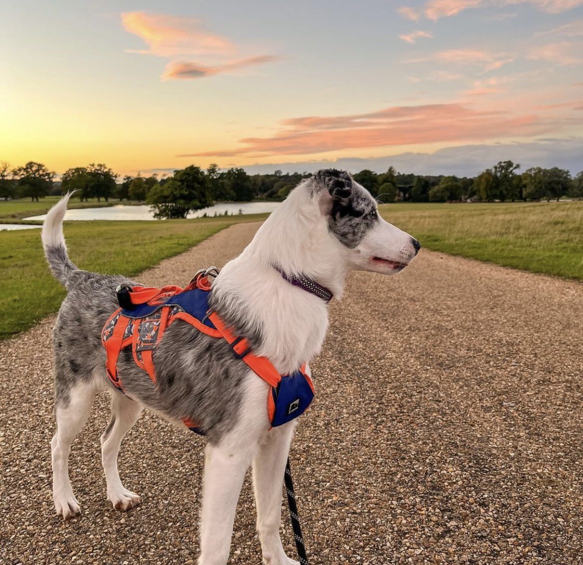 Hello… my name is Indi. Nice to meet you all 🤍 mummy is so happy she’s made us a Twitter 🤍

#dogsoftwitter