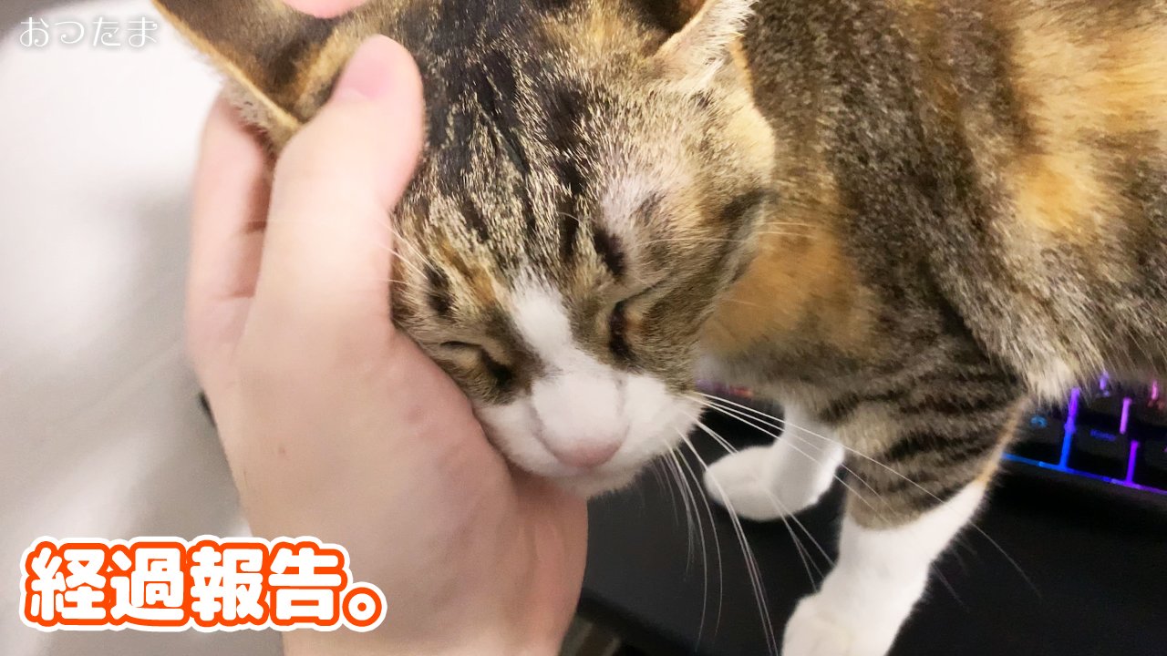 今世紀最高の紳士 猫のおつたま Iamno1gentleman Twitter