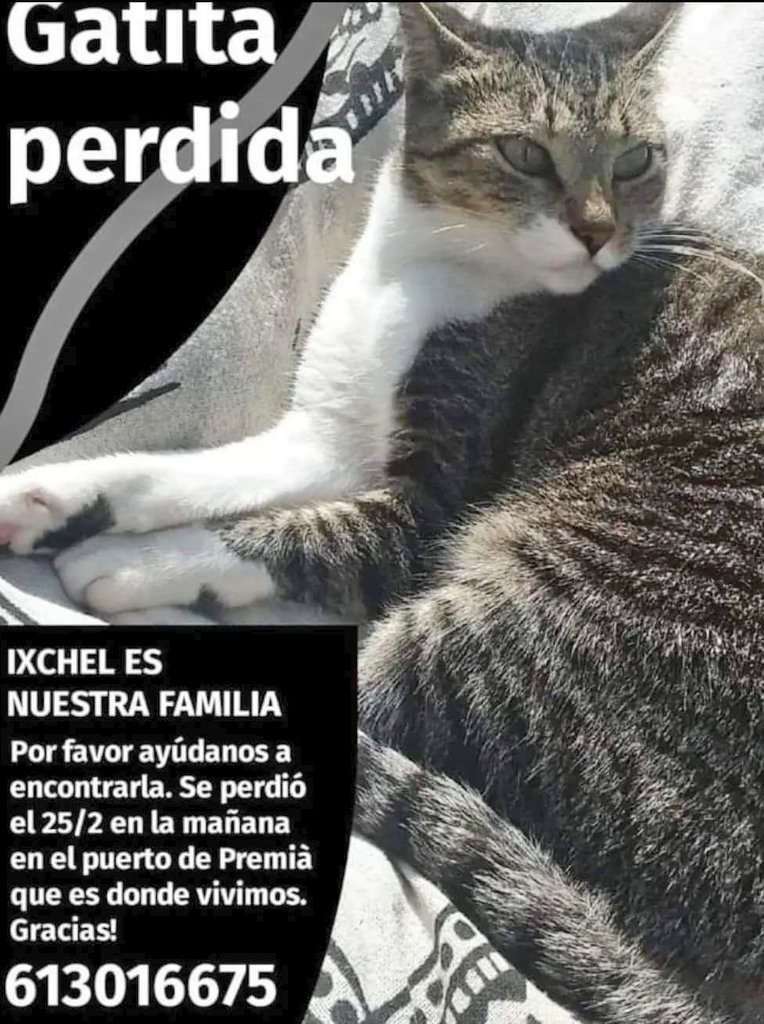 animalsmaresme's tweet photo. Gateta perduda a #PremiàdeMar (zona Port). La família de l'IXCHEL la continua cercant, si ens saps res d'ella 👇 #XarxaBarcelonaPerduts #gràcies #maresme https://t.co/jyxGbEa2p2